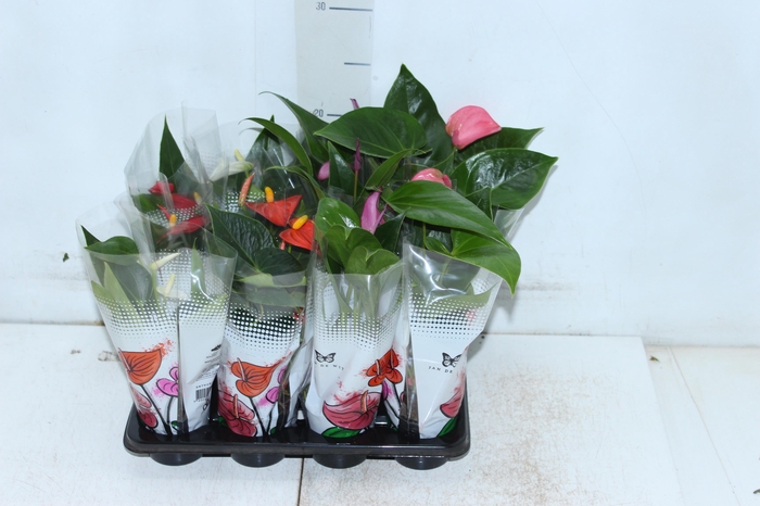 ANTHURIUM VARIADO P06