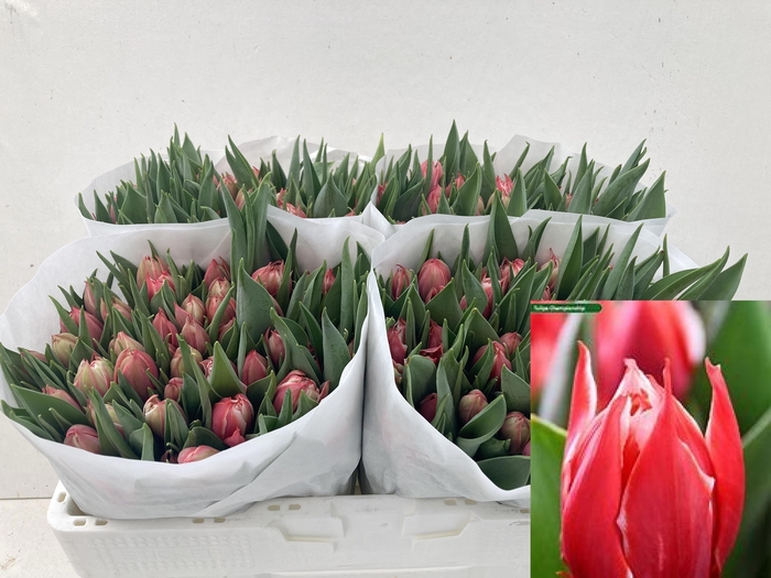 <h4>TU DU CHAMPIONSHIP</h4>