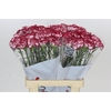 Dianthus St Bacarat