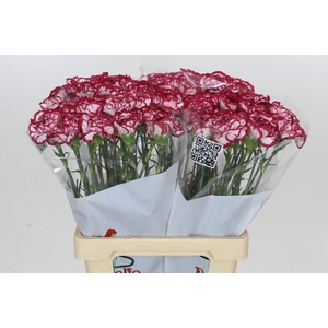 Dianthus St Bacarat