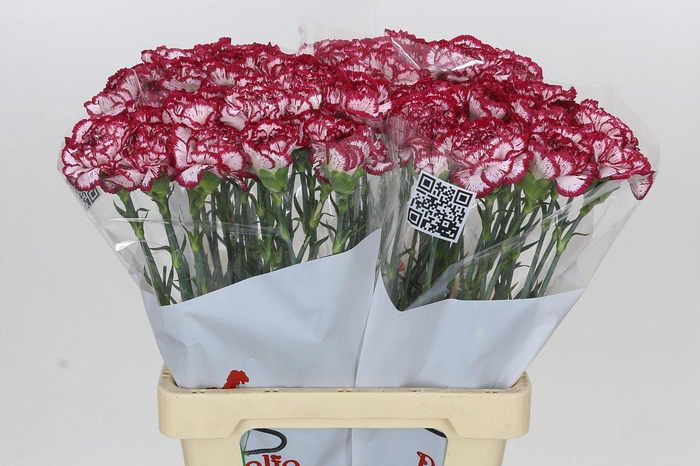 <h4>Dianthus St Bacarat</h4>