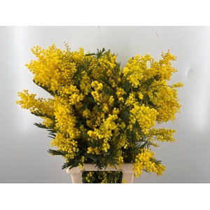 ACACIA BAILEYA BL BS