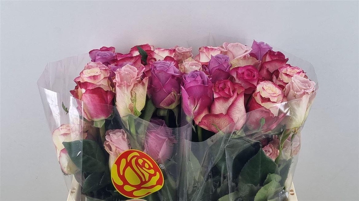 <h4>R Gr Gemengd " Lila "</h4>