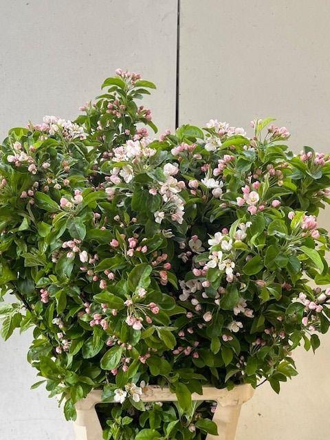 <h4>MALUS RED SENTINEL</h4>