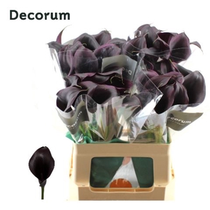 Calla Odessa Future Decorum