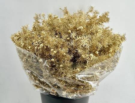 Juniperus Communis Painted $Luxury Gold