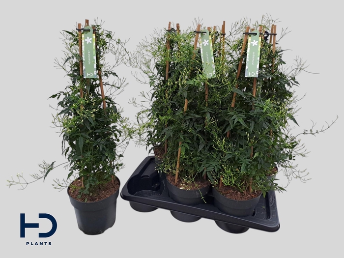 <h4>JASM POLYANTHUM WIT</h4>