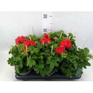 Pelargonium zona.   ...F1