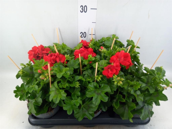 <h4>Pelargonium zona.   ...F1</h4>