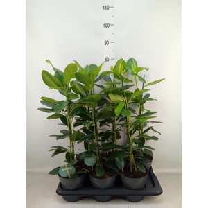 Ficus cyathistipula 'Compacta'