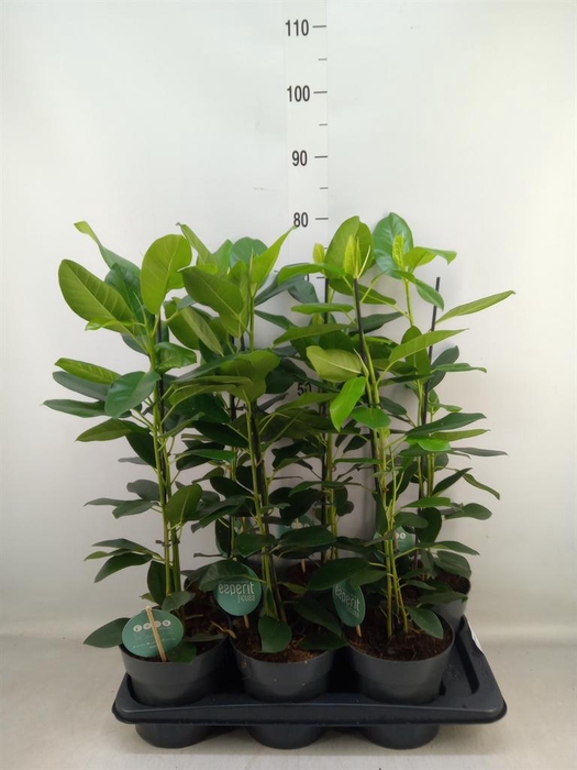 <h4>Ficus cyathistipula 'Compacta'</h4>