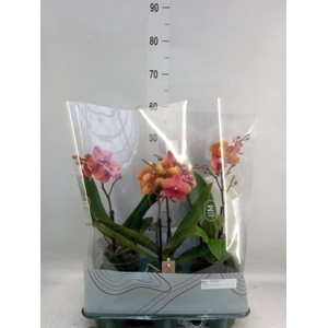 Phalaenopsis   ...