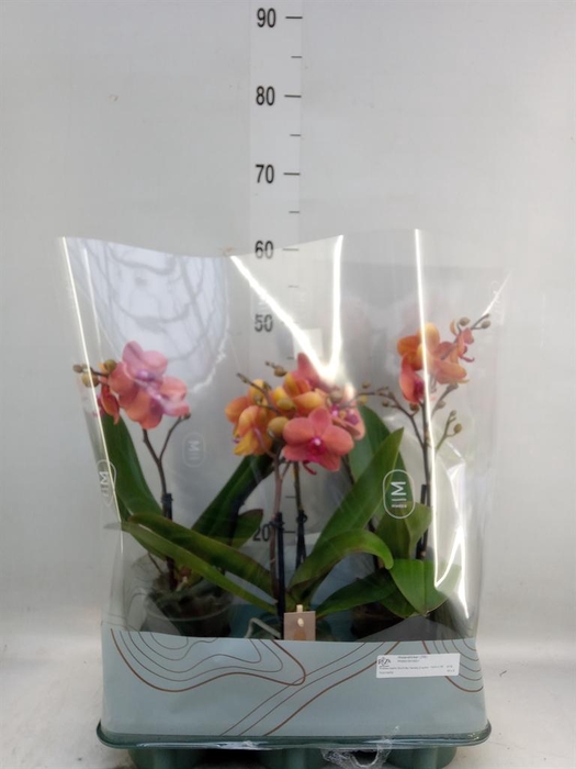 <h4>Phalaenopsis ...</h4>