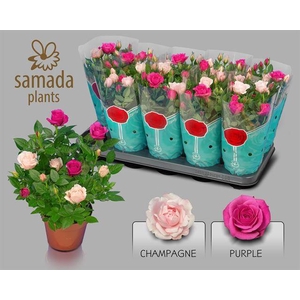 ROSA CLASSIC STAR P12