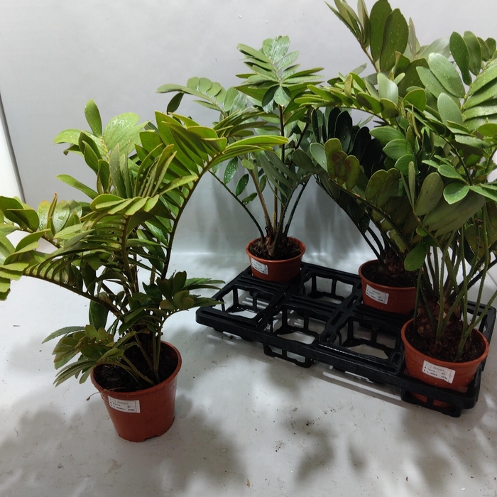 <h4>ZAMIA</h4>