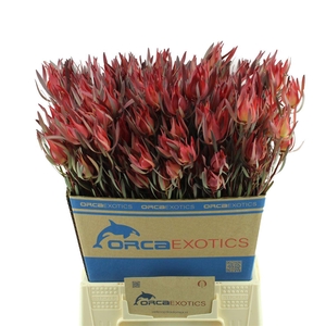 Leucadendron Fireglow