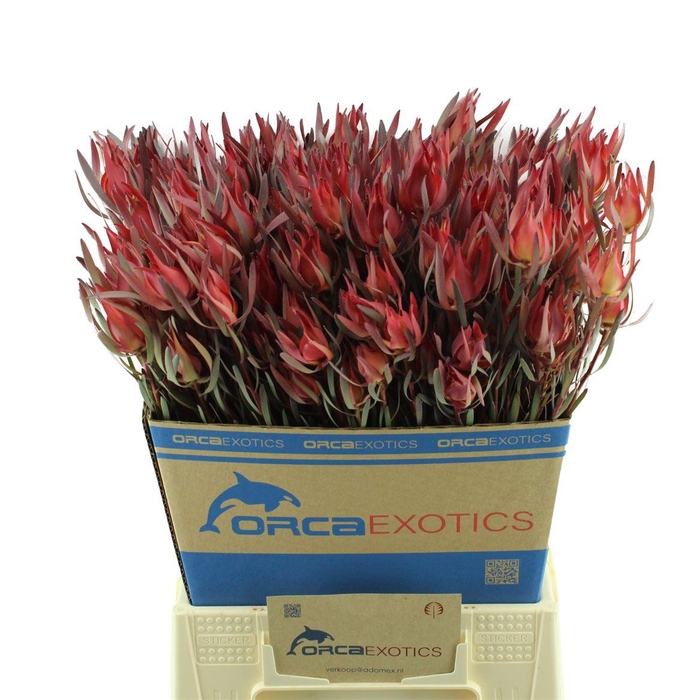 <h4>Leucadendron Fireglow</h4>