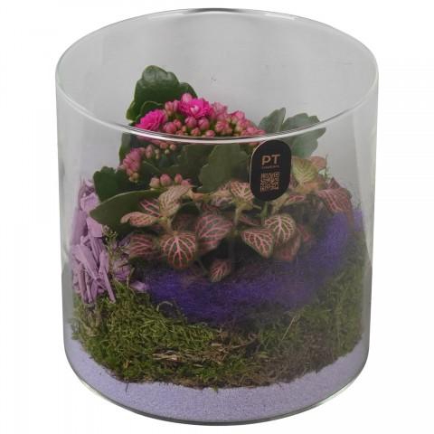 <h4>PTIG2607 Arrangementen kamerplanten</h4>