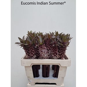 EUCOMIS OV EUCOMIS OV