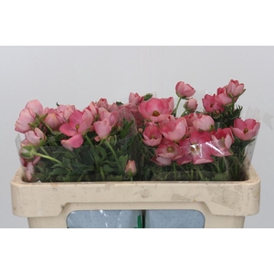 Ranunculus Magical Strawberry