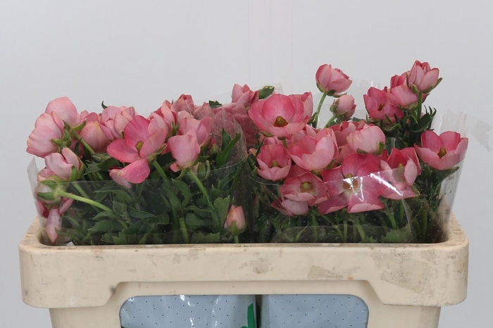 <h4>Ranunculus Magical Strawberry</h4>