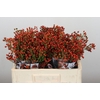 Rozenbottel Autumn Rosefruits