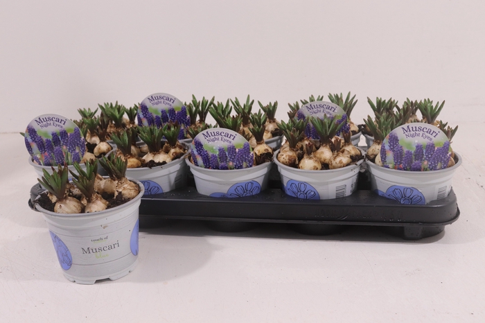 <h4>MUSCAR NIGHT EYES</h4>