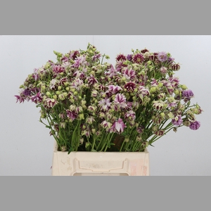Aquilegia Nora Barlow