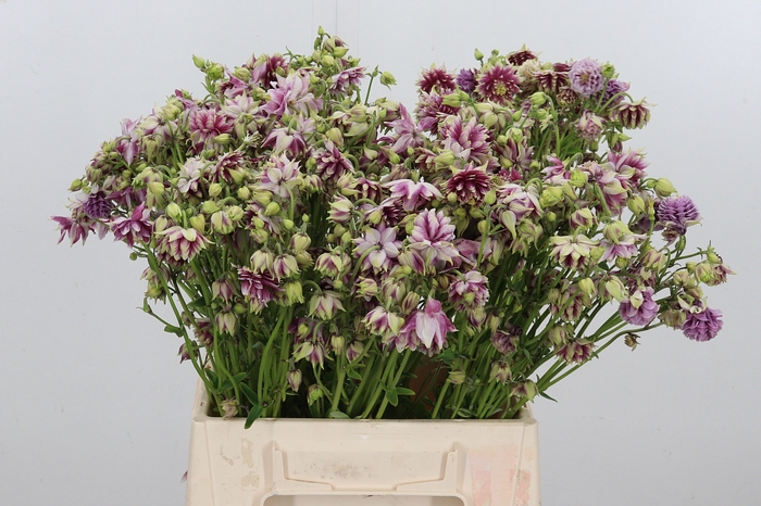 <h4>Aquilegia Nora Barlow</h4>