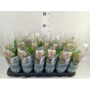 Spathiphyllum  'Chopin'