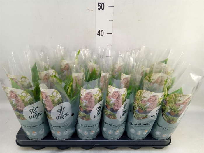 <h4>Spathiphyllum  'Chopin'</h4>