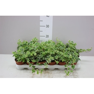 Hedera He White Wonder