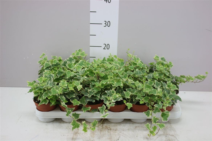 <h4>Hedera He White Wonder</h4>