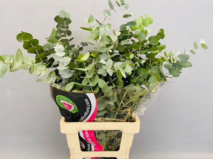 Euc. Cinerea (x Bunche) 700 gr.