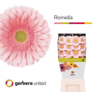 Gerbera Romella Diamond