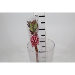 ANANAS ROSA