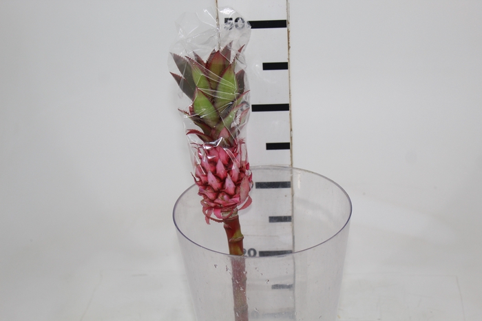 <h4>ANANAS ROSA</h4>