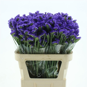 Limonium St Blue Birds X50