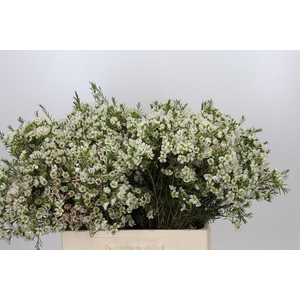 Chamelaucium Ivory Pearl