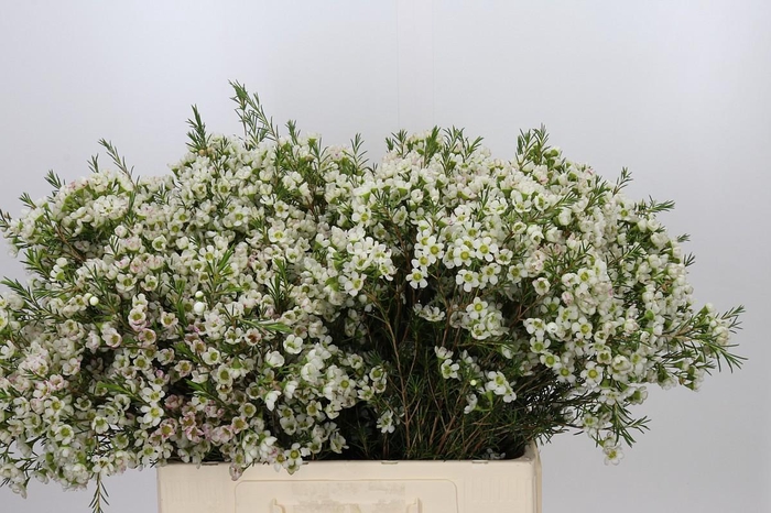 <h4>Chamelaucium Ivory Pearl</h4>