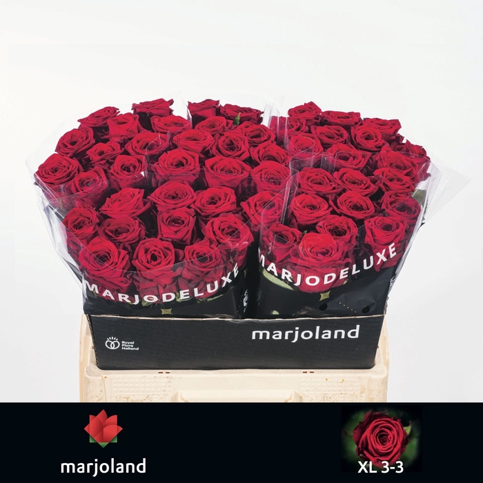 <h4>R Gr Red Naomi Marjoland XL 33</h4>