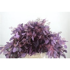 EUCALYP KLB BS H%
