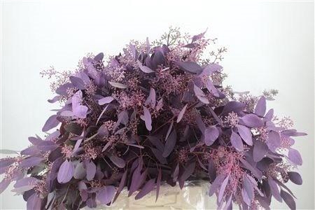 <h4>EUCALYP KLB BS H%</h4>