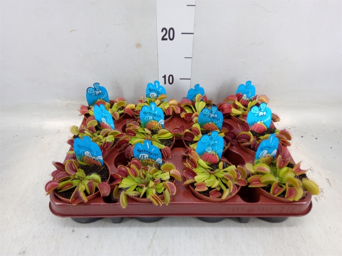 <h4>Dionaea muscipula</h4>