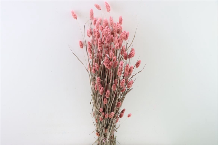 <h4>Dried Phalaris X5 Frosted L. Pink Bunch</h4>