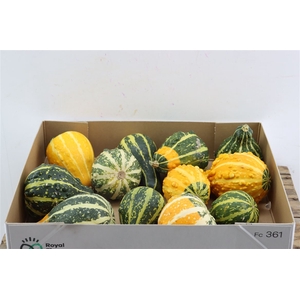 Sier Cuc P Groen Yellow Pear New!