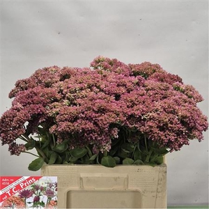 Sedum Mr Goodbud