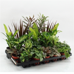 Z-22F Mixplanten Floratino