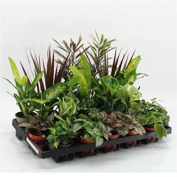 <h4>Z-22F Mixplanten Floratino</h4>