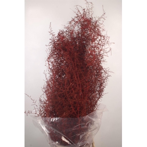 Asparagus Salv. Bordeaux